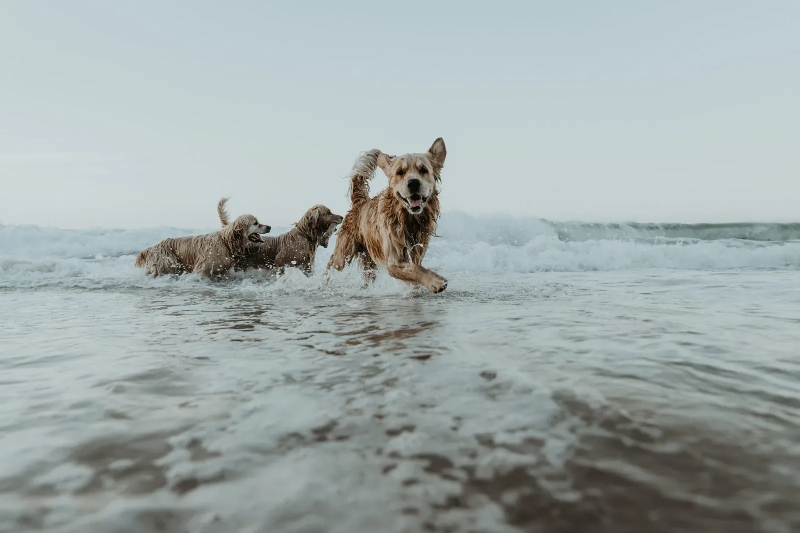 Sharyn’s golden retrievers at the beach